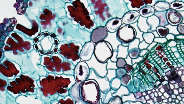 Cells