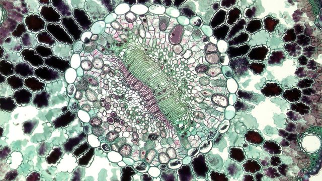 cell