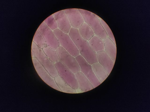 Cell